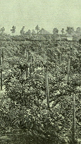 A large vineyard. Grapevines span the totality of the picture.