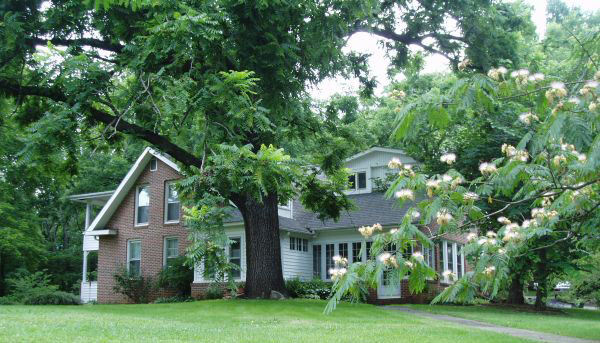A small homestead behind a large tree. 