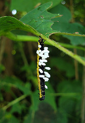 Catalpa worm. Image courtesy of Flickr user Zen Sutherland.