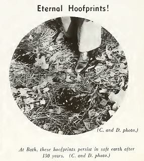 &quot;Eternal Hoofprints!&quot; photograph from North Carolina Today, North Carolina Department of Conservation and Development, 1937.