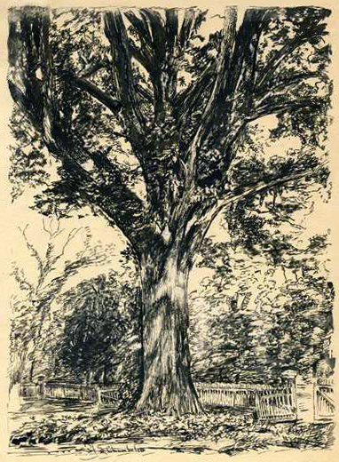 Sketch of the Henry Clay Oak by Hope Summerell Chamberlain, and used in his book, The History of Wake County, North Carolina, 1922. Image from the North Carolina Museum of History.