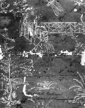 A scrappy image of paper. It depicts plants and other flora.