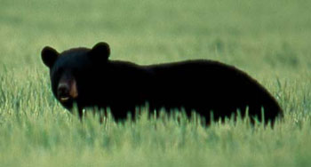 Photo of a young black bear walking through grass.