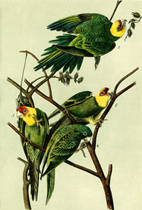 Carolina Parakeet. Image courtesy of the Cornell Laboratory of Ornithology.