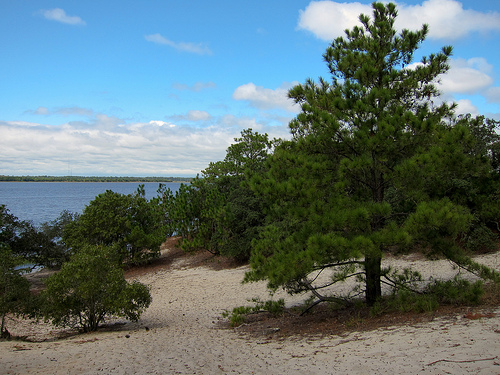 &quot;View from Sugarloaf Dome in Carolina Beach State Park.&quot; Courtesy of Flikr user MiguelVieira, uploaded on September 18, 2011. 