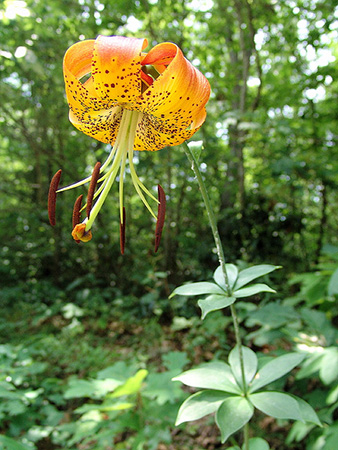 Sutherland, Zen. 2008. &quot;Carolina Lily - Lilium michauxii.&quot;