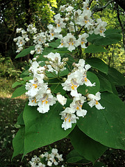 Southern Catalpa Tree, Catalpa bignonioides. Image courtesy of Flickr user Zen Sutherland.