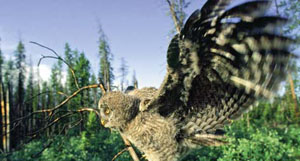 Great horned owl