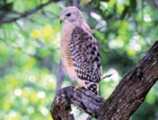Red-shouldered hawk