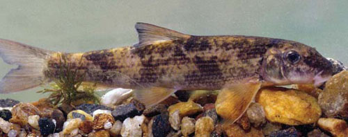 A Roanoke hogsucker swimming close to rocks.