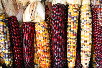 &quot;Corncobs.&quot;  Photograph of maize, a North American crop adopted by colonial farmers.  By user Asbestos, on Wikimedia Commons, used with Creative Commons license CC By-SA 2.0. 