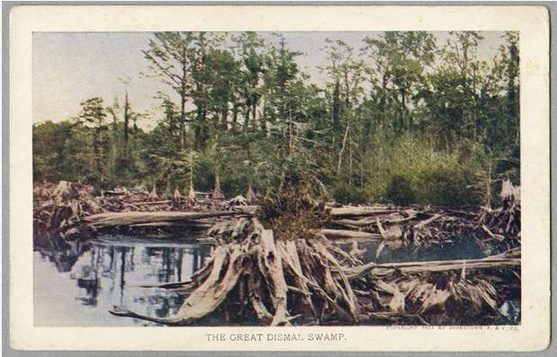 &quot;The Great Dismal Swamp,&quot; postcard by The Jamestown Amusement & Vending Company. Item H.1954.9.1, from the collections of the N.C. Museum of History.  Used courtesy of the N.C. Department of Cultural Resources. 