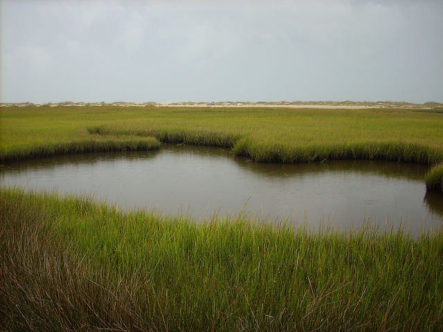 &quot;Fort Fisher State Recreation Area Salt Marsh&quot; by Dincher, October 2007. Licensed under CC BY-SA 3.0 via Commons