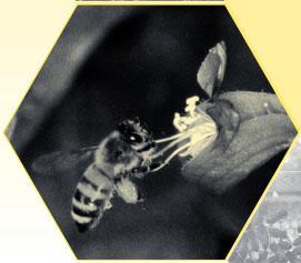 Image of the honey bee, from the &quot;Honey Bee Dance Language.&quot; Published 2004 by the North Carolina Cooperative Extension Service. 