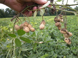  &quot;Peanut leaves and freshly dug pods Stuckey, South Carolina.&quot;  Image on Wikimedia Commons by user Pollinator, released under GNU Free Documentation License. Nicholas Nixon was a North Carolina peanut planter and pioneer in peanut production techniques. 