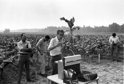 &quot;Extension professor, Furney A. Todd, lecturing in a tobacco field.&quot; Black and white print photograph, circa 1970 to 1979.  Item ID 0016834, Univeristy Archives Photographs, Living Off the Land, Special Collections Research Center, North Carolina State University Libraries.  Used by permission. 