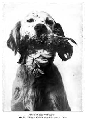 Photograph of &quot;Ned M., Pinehurst Kennels, owned by Leonard Tufts,&quot; from Tufts's <i>Pinehurst North Carolina,</i> p. 46, published 1906, Boston, Massachusetts. Presented on Archive.org. 