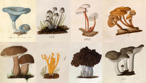 &quot;Eight of the 940 watercolor illustrations of fungi by Lewis David von Schweinitz in the Academy Archives. Ewell Sale Stewart Library and Archives Coll. no. 437. &quot;