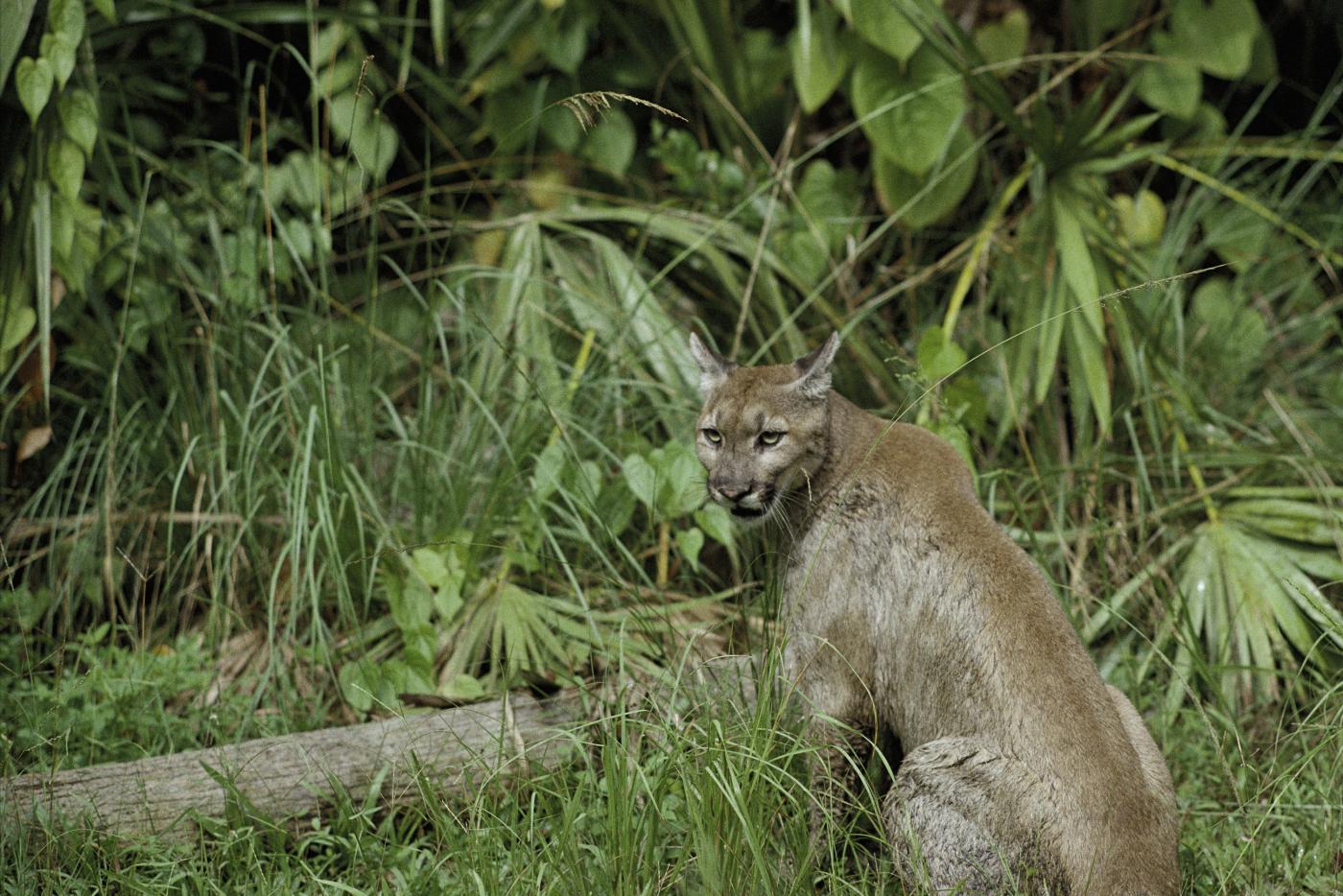 A cougar sitting in front of foliage. She is champagne colored and her ears are perked as if she is listening. 