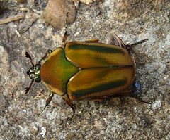 June Beetle, Asheville, North Carolina. Image courtesy of Flickr user Zen Sutherland.