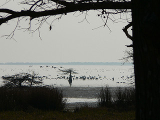&quot;Swans flying over lake mattamuskeet.&quot; Image courtesy of Flickr user Neil Smith, uploaded on December 8, 2007. 