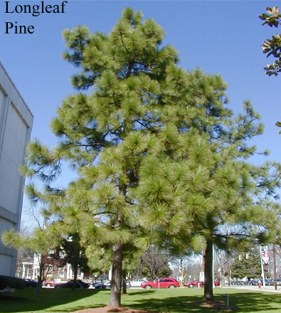 A tall longleaf pine tree. Background of a park.