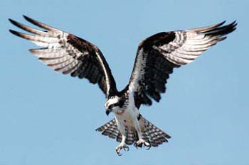 Osprey