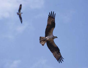Osprey