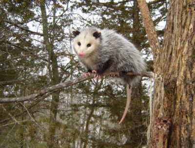 &quot;Virginia Opossum.&quot; Photo by NC Wildlife Resources Commission.