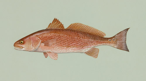 &quot;Red Drum.&quot; Image from U.S. Fish and Wildlife Service. 