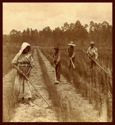 &quot;Georgia rice field workers.&quot; 