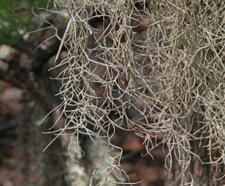 Spanish Moss, Lake Waccamaw State Park, NC. Image courtesy of Flickr user Jerry Oldenettel.