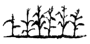 Maize plants