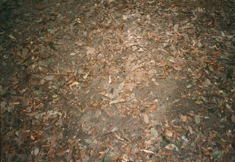 Trap door to Cu Chi tunnels, closed