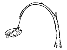 Animal snare