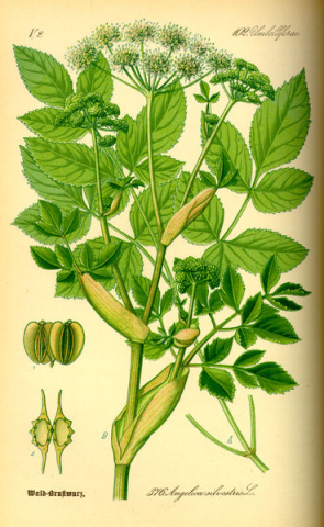 Angeilica