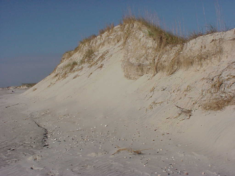 Beachfront dune
