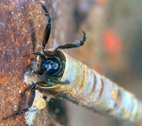 Caddisfly larva