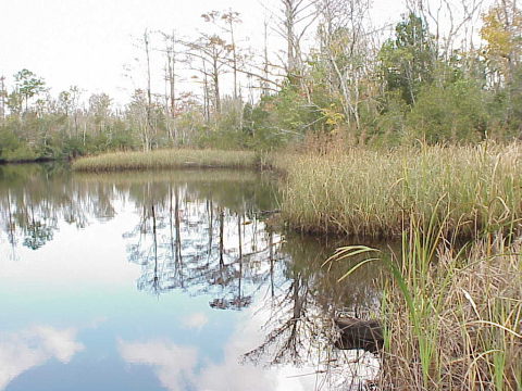 Freshwater marsh and swamp forest