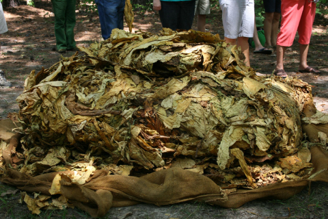 Tobacco at a mock auction
