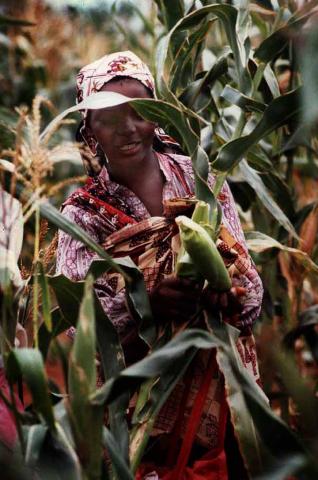 Maize in Mozambique