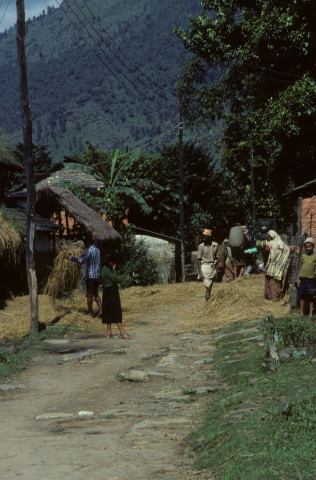 Rice Harvest