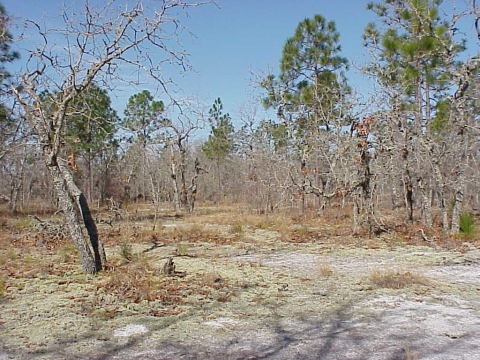 Sandhill scrub