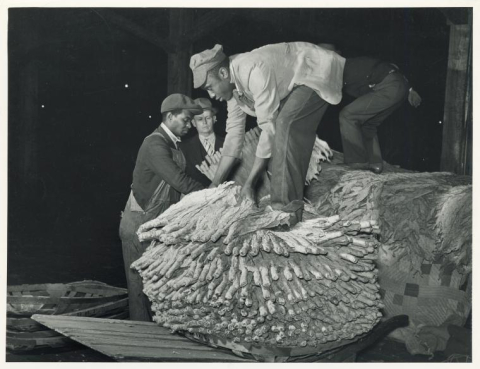 Unloading tobacco, Durham, 1939