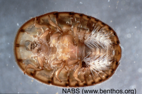 Water penny larva