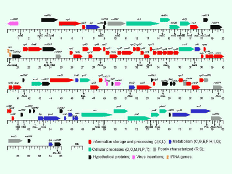 Genetic map