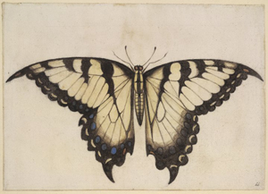 Depiction of a Swallowtail drawn in a book. It is anatomically symmetrical.