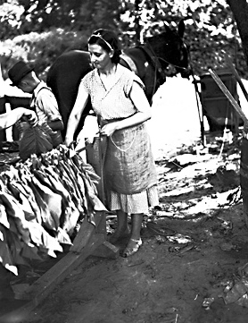 Tobacco &quot;Putting in&quot; looping, near Wilson, NC, July 1938, photo taken by Baker. From Conservation and Development Department, Travel and Tourism Division Photo Files, North Carolina State Archives, Raleigh, NC, call #:  ConDev1246B. 