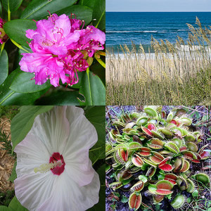 Clockwise from top left: (1) &quot;Pink Rhododendron,&quot; photo courtesy of Flickr user 'NC Hiker', Posted June 14, 2011. Photo taken at Roan Mountain. (2) &quot;Sea Oats and Ocean Surf,&quot; photo courtesy of Flickr user 'Bumeister1',  Image posted on July 18, 2008. Photo taken at <a  data-cke-saved-href=
