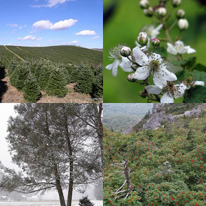 Clockwise from top left: (1) &quot;Christmas Tree Production,&quot; photo courtesy of Flickr user 'Soil Science', Photo taken on October 19, 2010. (2) &quot;Blackberries to be,&quot;Photo courtesy of Flickr user 'BlueRidgeKitties', photo taken on June 3, 2011 at Grandfather Mountain, NC. (3) &quot;Mountain Ash,&quot; Photo courtesy of Flickr user 'BlueRidgeKitties', photo taken on September 4, 2011 at Grandfather Mountain, NC. (4) &quot;Hemlock at the Church,&quot; photo courtesy of Melina Stuart. Photo taken on January 7, 2011 on the Blue Ridge Parkway.
